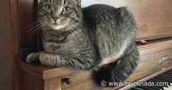 Out and about with Oliver, the Murray Harbour cat - peicanada.com