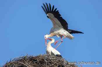 Coburgs Störche sind schon Turteltauben