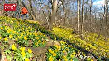 Millionen Winterling-Blüten und noch mehr Fotos im Jenaer Rautal