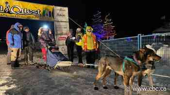 'Great to be back on the Quest trail,' says veteran Yukon musher - CBC.ca