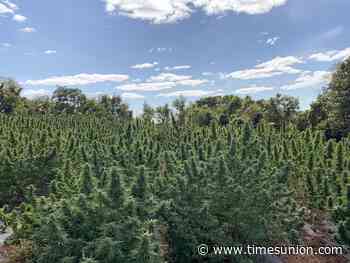 State authorizes hemp farmers to grow cannabis for retail market - Times Union