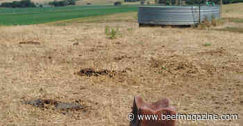 Drought forces culling decisions