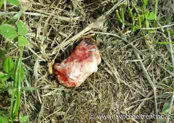 Cane morto in Viale Prati a Riva del Garda: confermato l'avvelenamento - la VOCE del TRENTINO