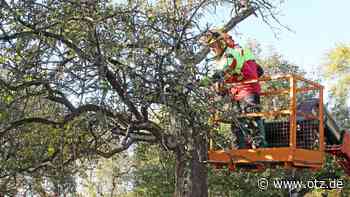 Verschnitt-Arbeiten an Ufergehölzen der Saale in Jena