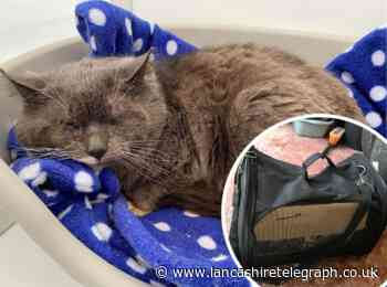 Cat dumped in black bag at side of house