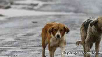 Parma, raccolta fondi per le cure veterinarie. Il Comune: "Contro l'abbandono sosteniamo chi non riesce a pag… - La Repubblica