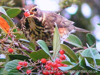 Nature notes: Melody or cacophony?