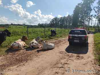 Polícia Civil desarticula quadrilha que roubou 349 cabeças de gado em Itatinga - Agência 14News