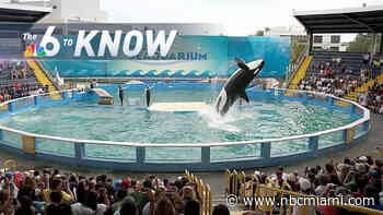 6 to Know: Health Condition of Killer Whale Lolita Prompts Concerns