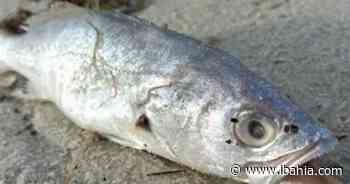 Peixes são encontrados mortos em Saubara e Inema apura causas - iBahia