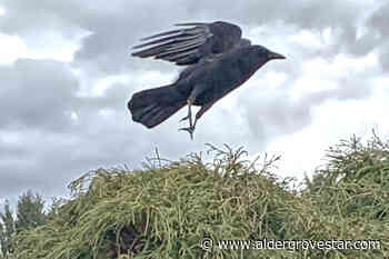LETTER: Langley crow count leaves resident 'awestruck' – Aldergrove Star - Aldergrove Star