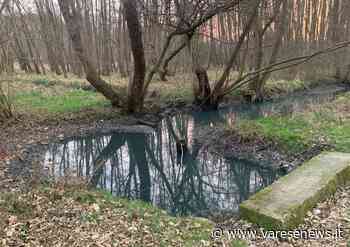 Lo sfregio ai fontanili di Gallarate: il corso d'acqua diventa blu e maleodorante - varesenews.it