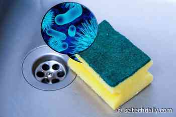 Disgusting Biodiversity: The Surprising Structural Reason Your Kitchen Sponge Is a Bacterial Incubator