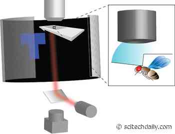 Flies in Virtual Reality Arena Prove They’re Smarter Than We Thought