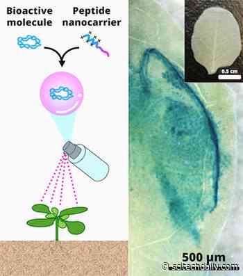 Bioactive Nanocarrier Spray: Better Crops Without Genetic Modification