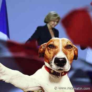 "Douglas" qui s'appelle en fait Clovis, le chien de Nice qui vote à la primaire LR fait rire les Internets - Nice-Matin