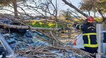 Nice : Cinq véhicules endommagés par un arbre tombé sur une station-service à cause du vent - 20 Minutes