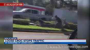 🐊 VIDEO: Reptile escapes St. Augustine Alligator Farm’s van, makes dash down road - ActionNewsJax.com