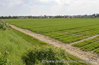 Lampertheimer SPD will keinen Investitionsstau - Lampertheim - Nachrichten und Informationen - Mannheimer Morgen