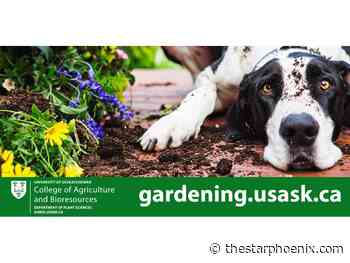 Gardening: Local experts share resources online for Saskatchewan gardeners