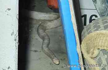 POL-DH: --- Schlange in Bahrenborstel in einer Garage - Einbrüche im Raum Sulingen und Bassum -... - Presseportal.de