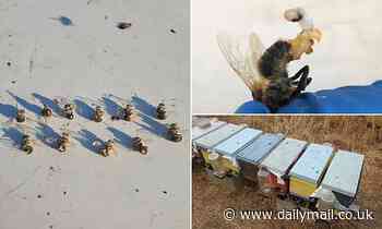 Bees explosively EJACULATE to death during heatwaves, study finds