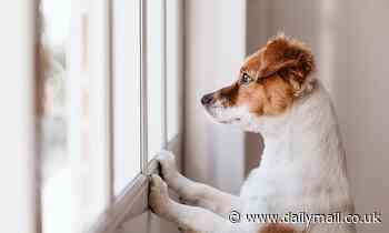 Dogs show key signs of GRIEF after a canine companion passes away