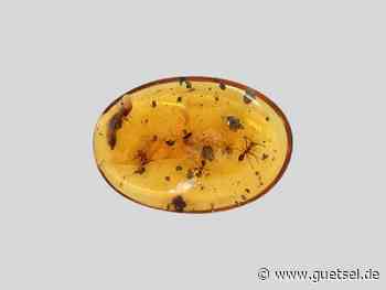 Friedrich Schiller Universität Jena, Arbeitsteilung bei Ameisen bereits seit über 100 Millionen Jahren, Gütsel Online - Gütsel