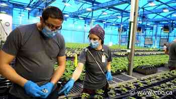 Medicago's homegrown, plant-based COVID-19 vaccine approved by Health Canada