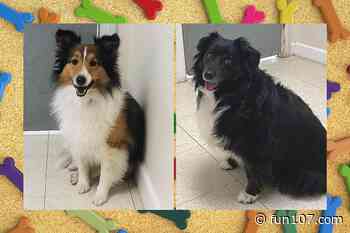 A Pair of Inseparable Dogs in Fall River Need a Loving Family [WET NOSE WEDNESDAY] - fun107.com