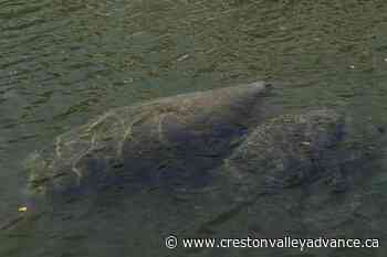 Officials: More than 80 starving manatees in rehab across US - Creston Valley Advance