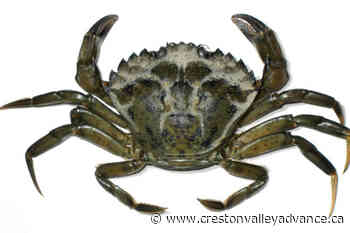 Extreme weather could help invasive green crab crawl along B.C. coast - Creston Valley Advance