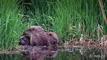 Bever veroorzaakt steeds vaker schade in Gelderland - NOS
