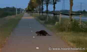 Bever gezien bij natuurgebied Waterlandtak-West te Muiden - Provincie Noord-Holland