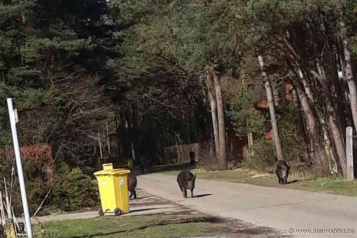 “Tamme zwijnen” houden grote sier in woonbuurt: “Ze hebben totaal geen angst van mensen”