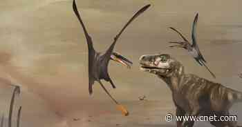 'Superbly Preserved' Fossil of Ancient Flying Reptile Astounds Scientists     - CNET