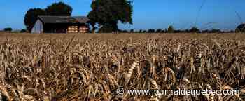 Ukraine: «beaucoup de pays importateurs de céréales vont être fragilisés»