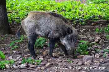 Ontario Federation of Anglers and Hunters looking for volunteers to track wild pigs