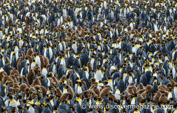 On These Islands, Animals Call the Shots