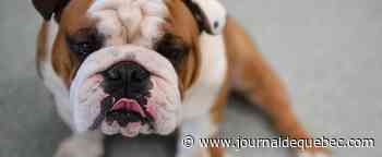 Les chiens aussi en deuil après la perte d’un congénère