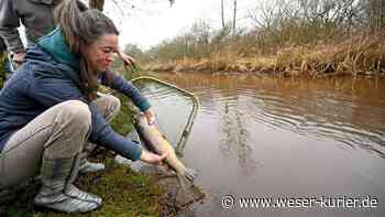 Freiwilligenagentur Lilienthal unterstützt Meeresforellenprojekt - WESER-KURIER - WESER-KURIER