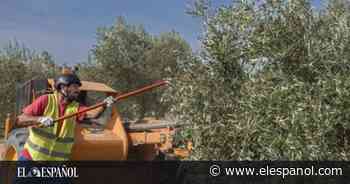 Francisco Sánchez sufre en Cáceres la guerra de Putin: perderá 3 millones al no vender aceituna a Ucrania - EL ESPAÑOL