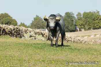 Vidéo. Toros de Dax : quand les prometteurs athlètes de la Quinta... font décamper la commission taurine - Sud Ouest