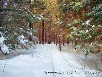 SDG votes against commercial canteen at Summerstown Forest - Standard Freeholder