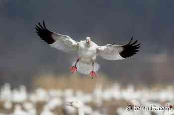 Delta Chamber of Commerce to host annual Delta Snow Goose Festival this weekend - TownLift