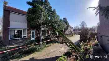 Boom op rijtjeshuis na vijf dagen gerooid - WOS.nl