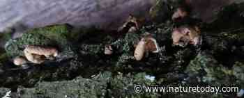 Nieuwe paddenstoelensoort ontdekt op uit de boom gewaaide takken - Nature Today