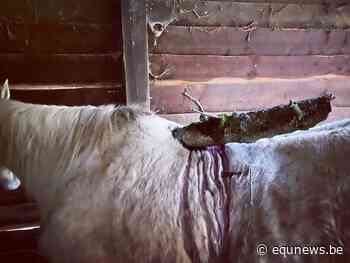 Stuk boom perforeert rug van paard bij storm Eunice - equnews.be