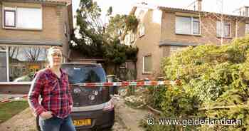Tanja waarschuwde 5 jaar voor gevaarlijke boom, nu ligt-ie op haar auto en huis: 'Ik ben ontzettend boos' - De Gelderlander
