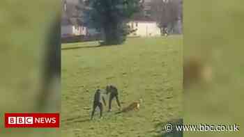 Burnley trio who posted dog attack films on TikTok jailed